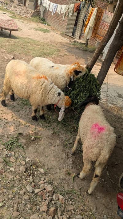 chatry for qurbani sale