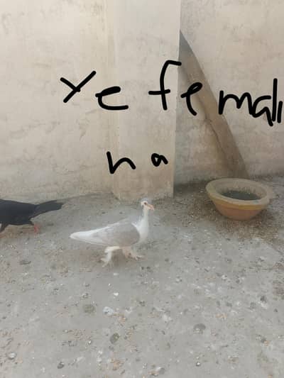 breeder pair