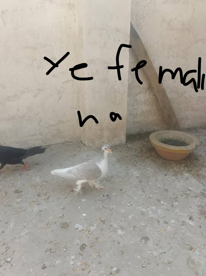 breeder pair 0