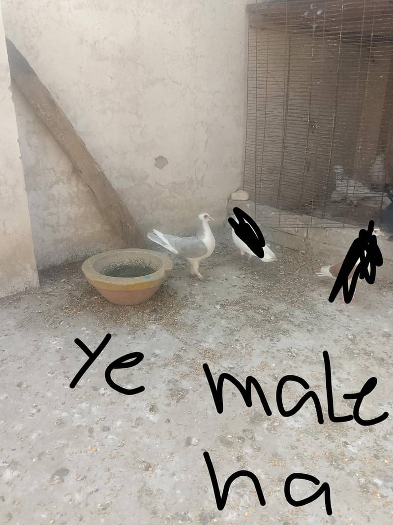 breeder pair 1