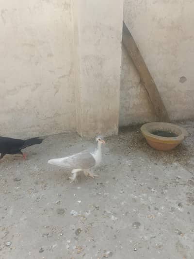 breeder pair