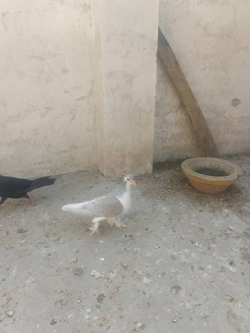 breeder pair 2