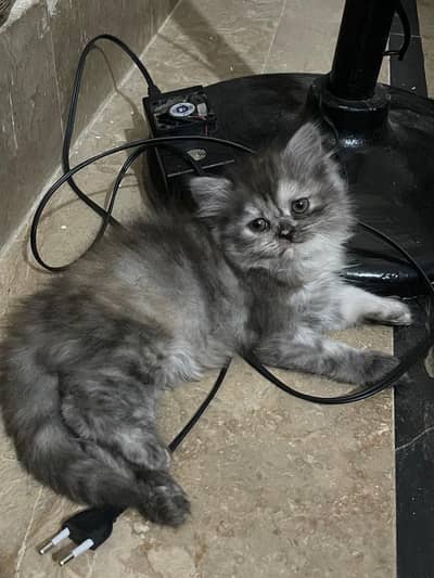 Persian