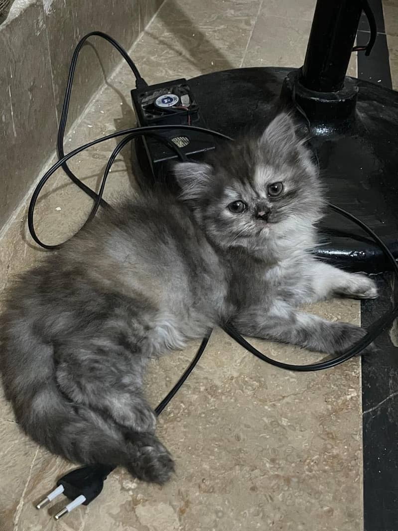 Persian 0