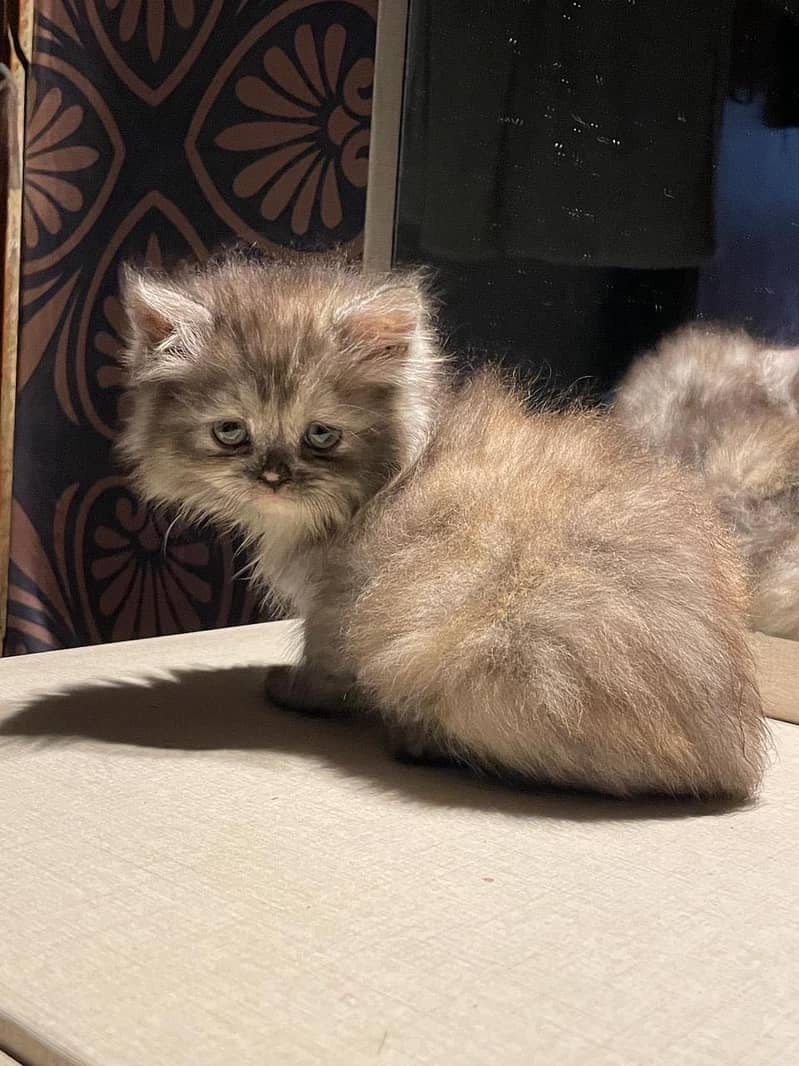 Persian 1