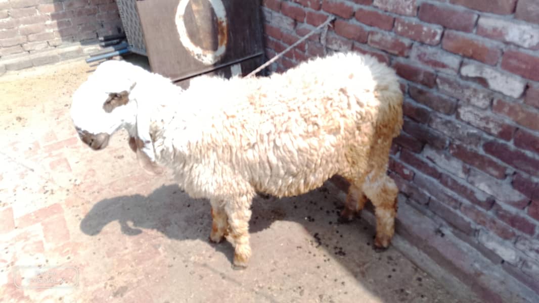 Chatra 4