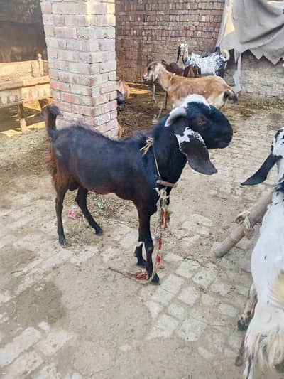 Black 2 year and other 1.5 year total 3 goats