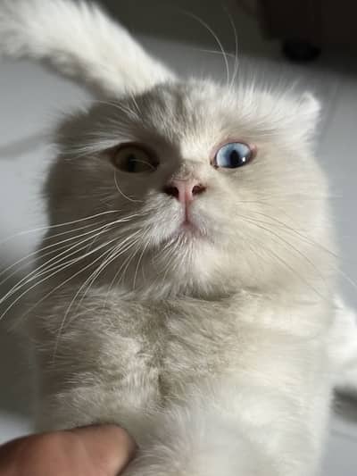 Beautiful White Long-Hair Cat Available