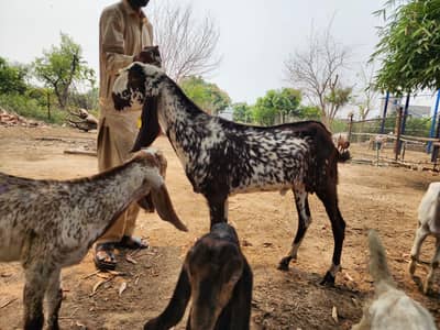 Bakra
