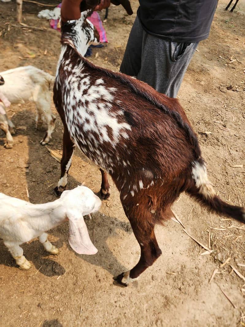 Bakra 2