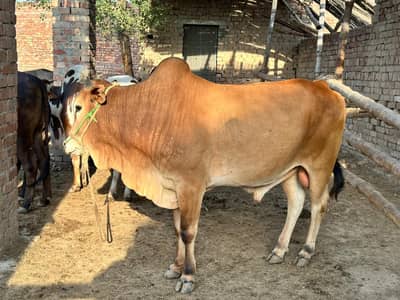 wery dastiyab hein 920 kg