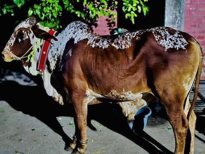 Urgent sale for Qubani ha janver 4 dant ha