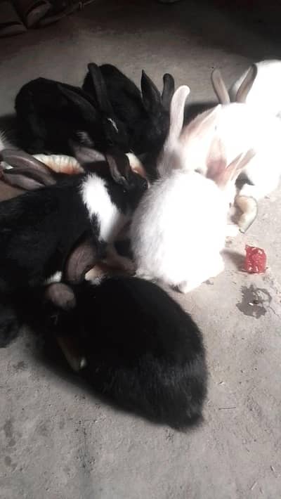 white black rabbit