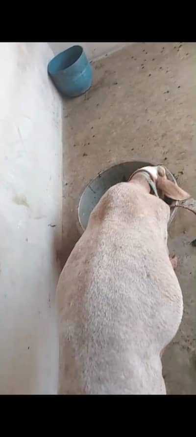 turkey dumba ki jori
