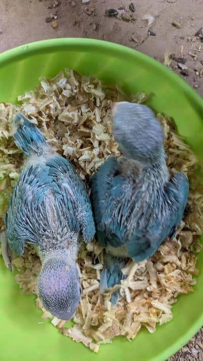blue chick's available