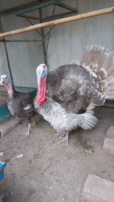 Blue slate turkey breeder pair & chicks