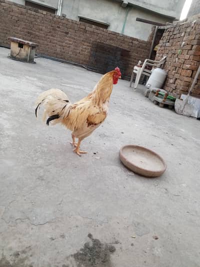 peela murga
