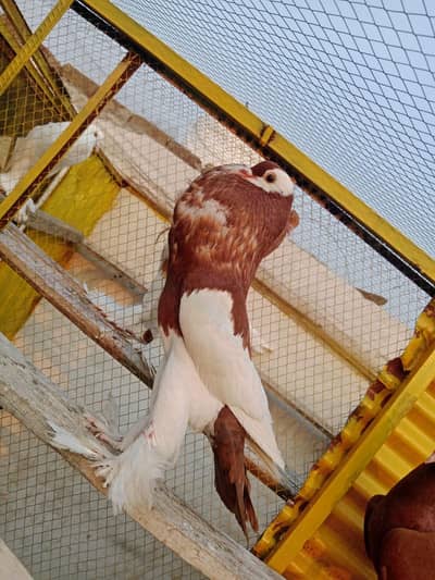 Balloons pigeon for sale 1 pair