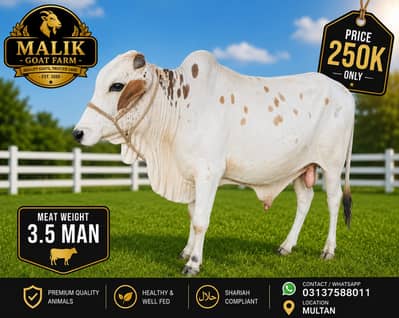 Bachra | Bulls | katta | wacha | cow | Qurbani k janwar