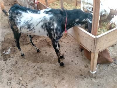 Male goat for sale. Age 1 year plus. Khanqa Shareef 03218727723