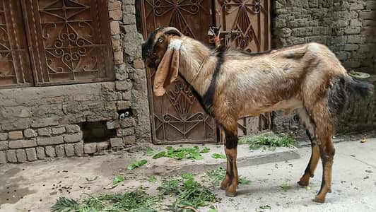 Bhkra Ghr ka teyar hen