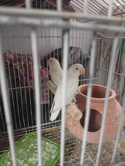 pure white red eye love birds breader pair