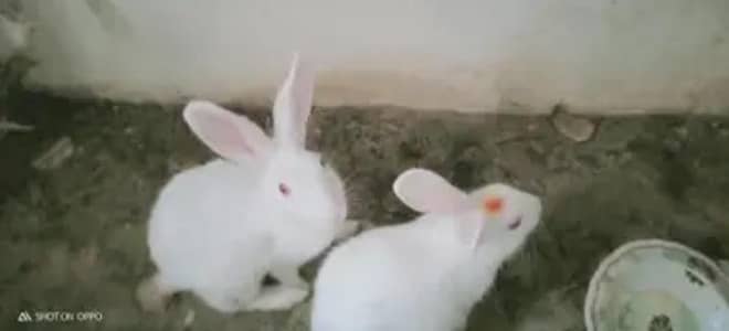 iicute Rabbits  lekr dekhen bohat ache Hain