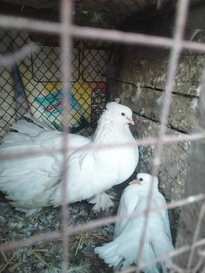 American Faintail Breeder Male For Sale