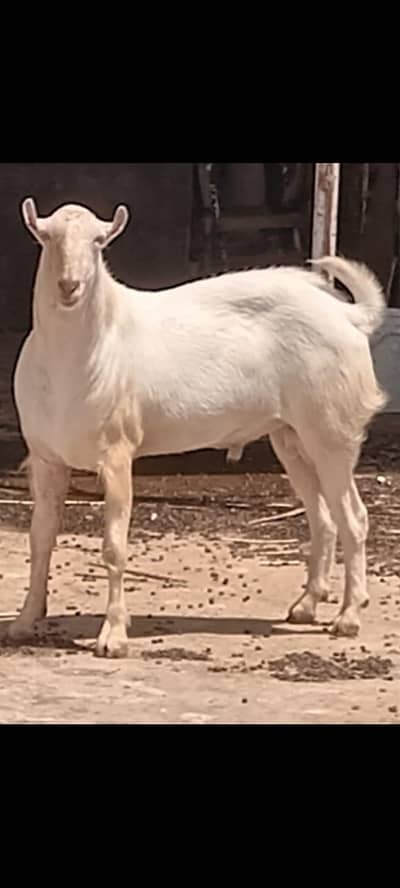 Tadi bakra