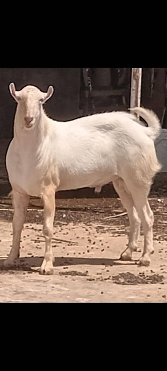 Tadi bakra 0
