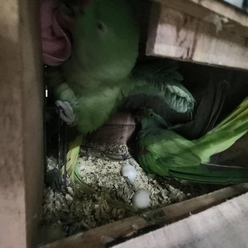 Raw parrots 1