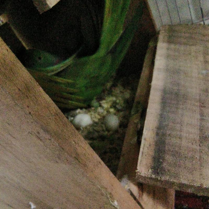 Raw parrots 2