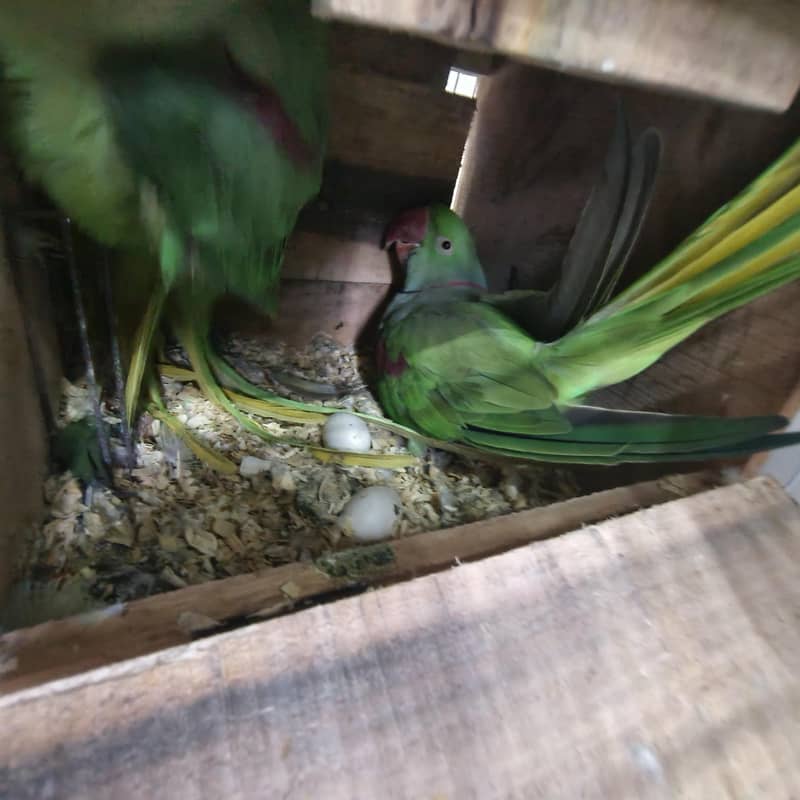 Raw parrots 3