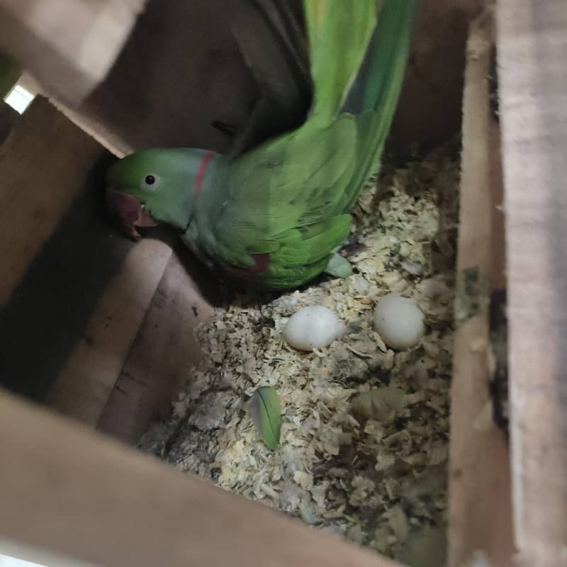 Raw parrots 4