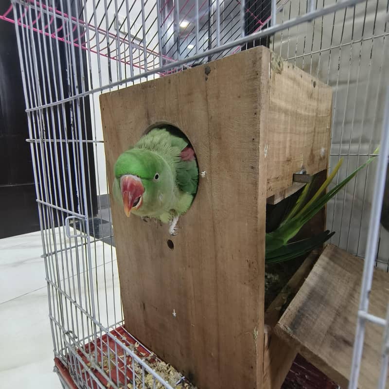 Raw parrots 5