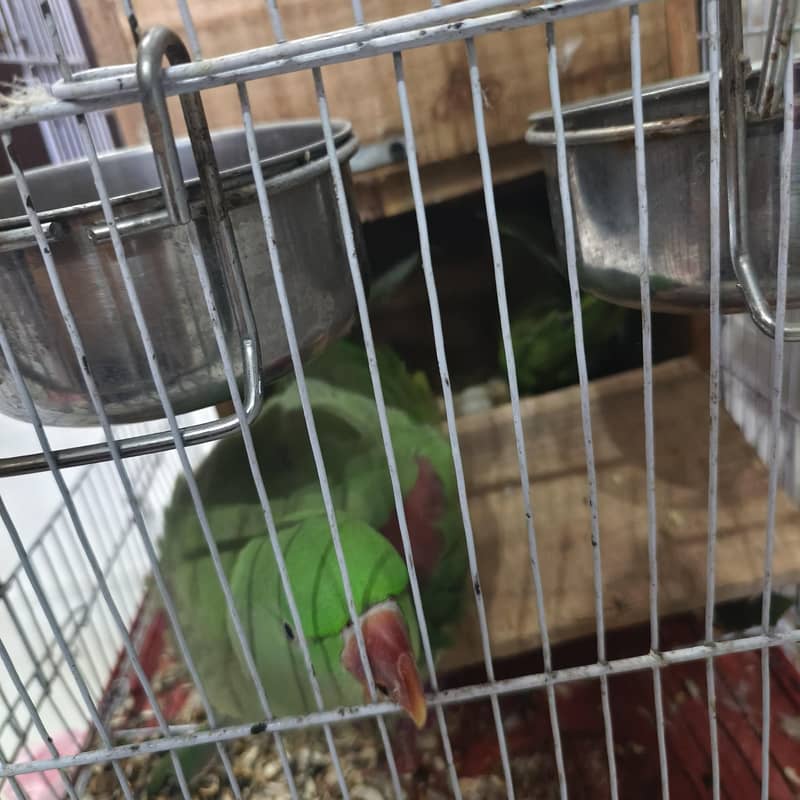 Raw parrots 6