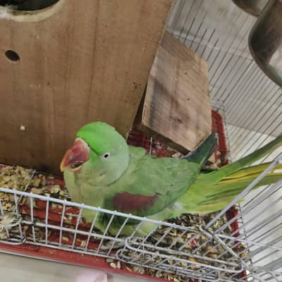 Raw parrots