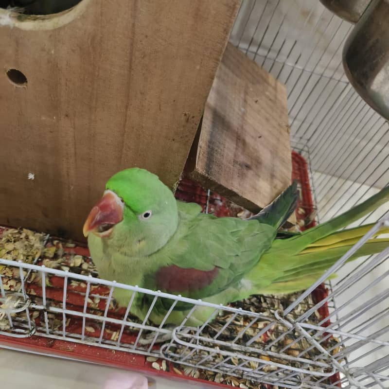 Raw parrots 0