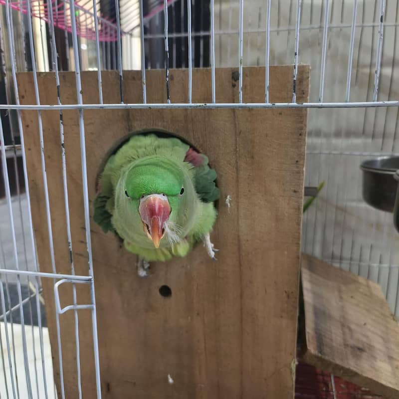 Raw parrots 7