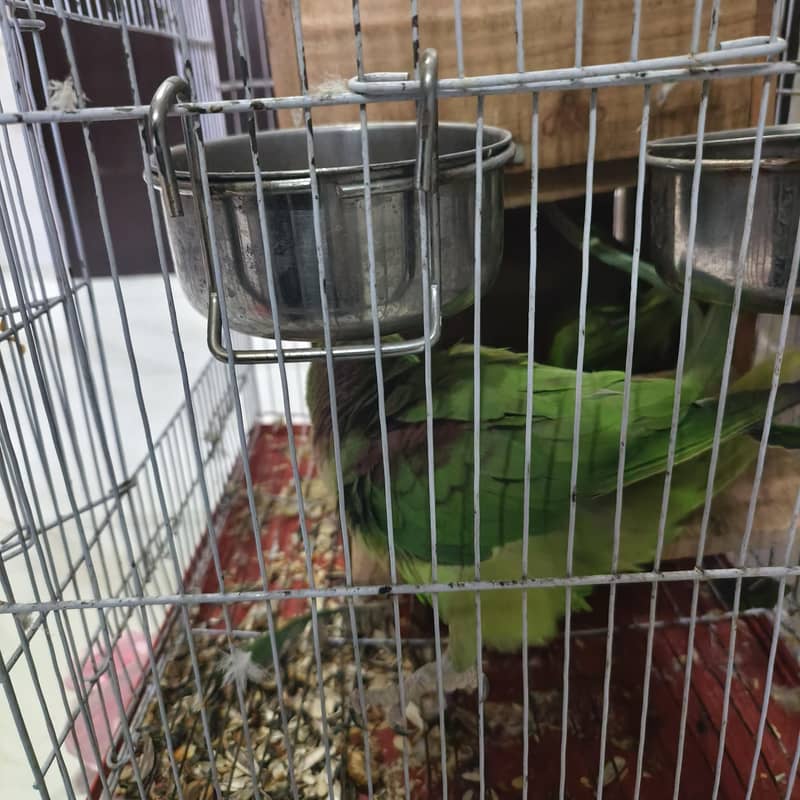 Raw parrots 8