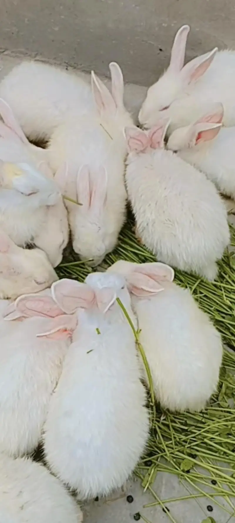White rabbits with red eyes — photo 2