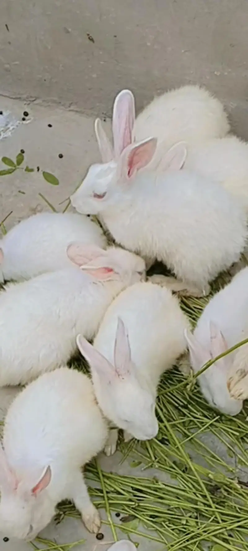 White rabbits with red eyes — photo 3