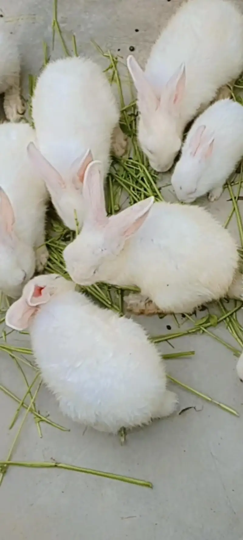 White rabbits with red eyes — photo 4