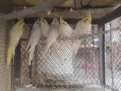common white red eye cockatiel whatsapp no 03244850868