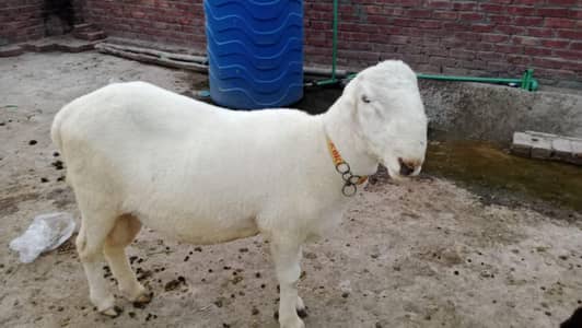 qurbani janver for sale 0/3/0/5/1/2/9/2/0/9/9