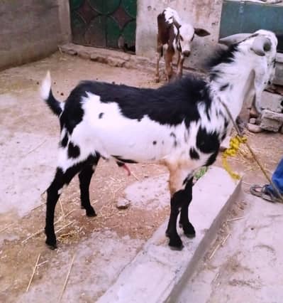 Pure Beetal Nasal Donda Bakra - Active & Healthy