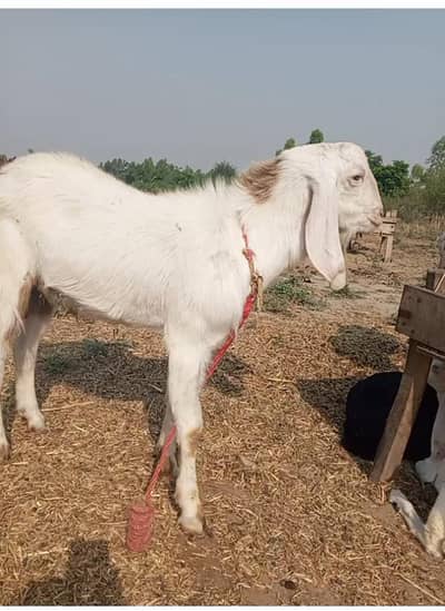 gote s