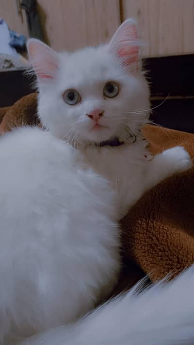 cute cat