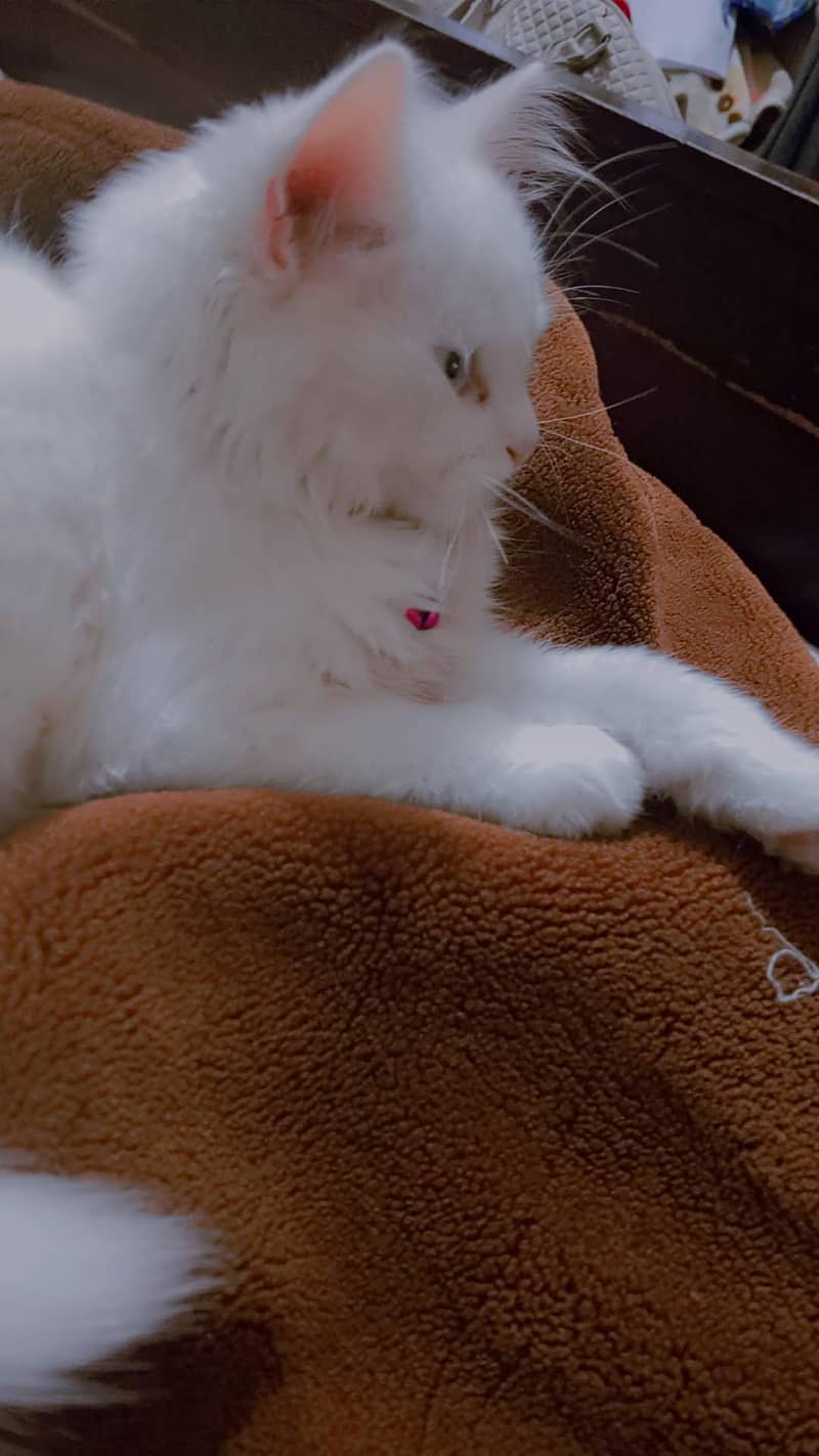 cute cat 1