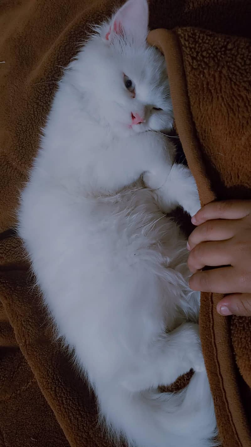 cute cat 2